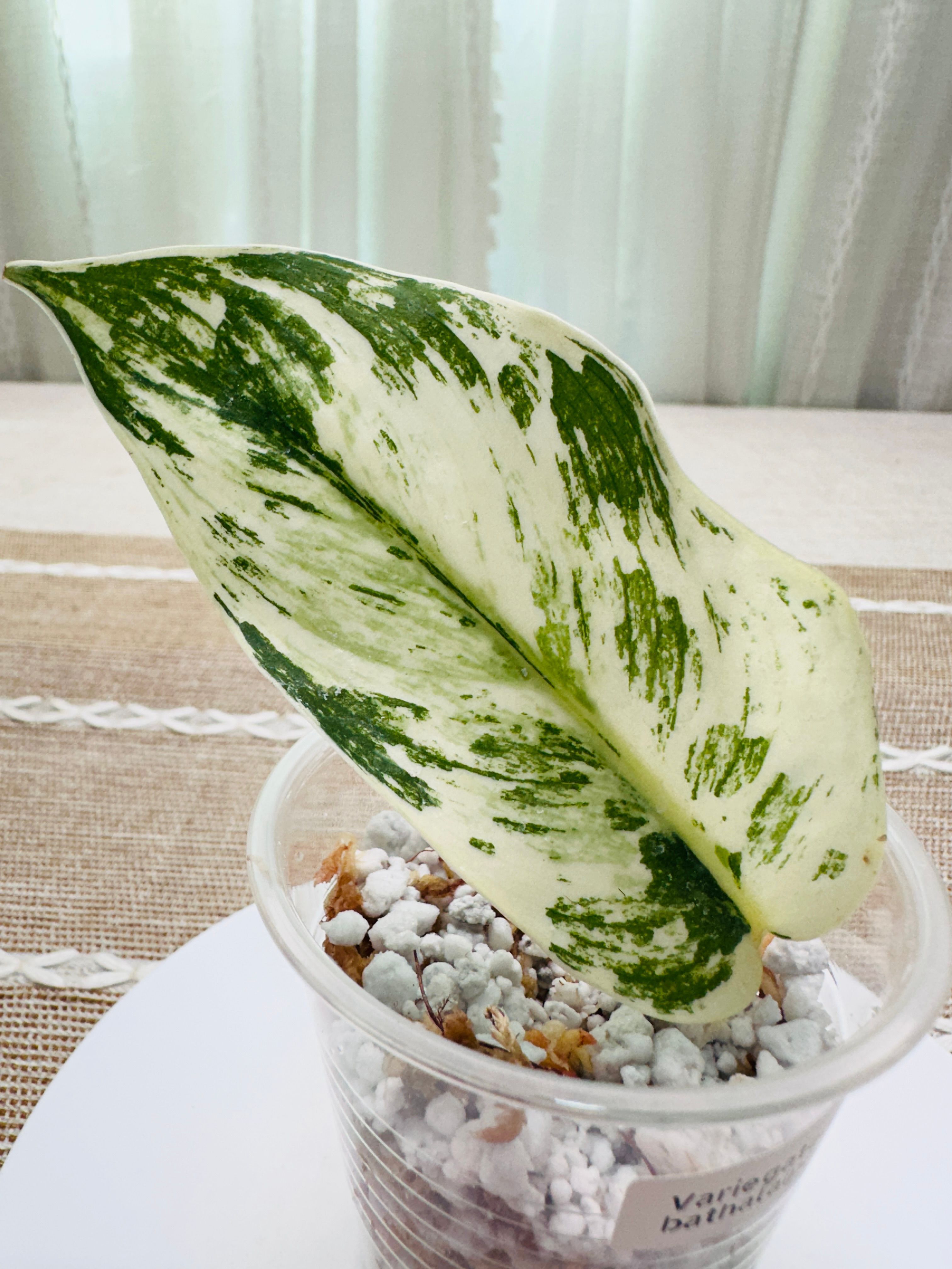 scindapsus bathala(最上級斑) I've recently shared about Scindapsus