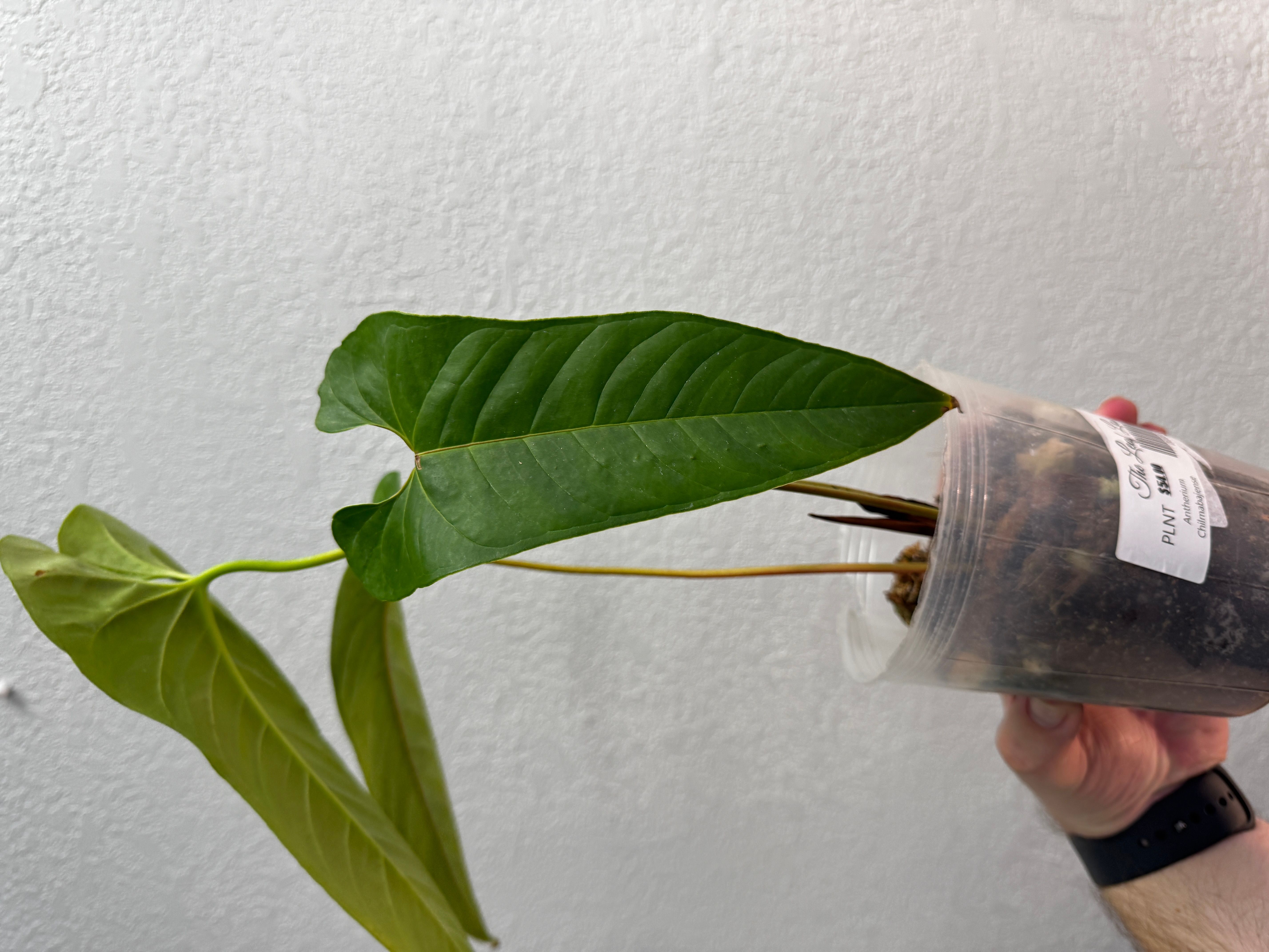 Anthurium Chilmabajense 5