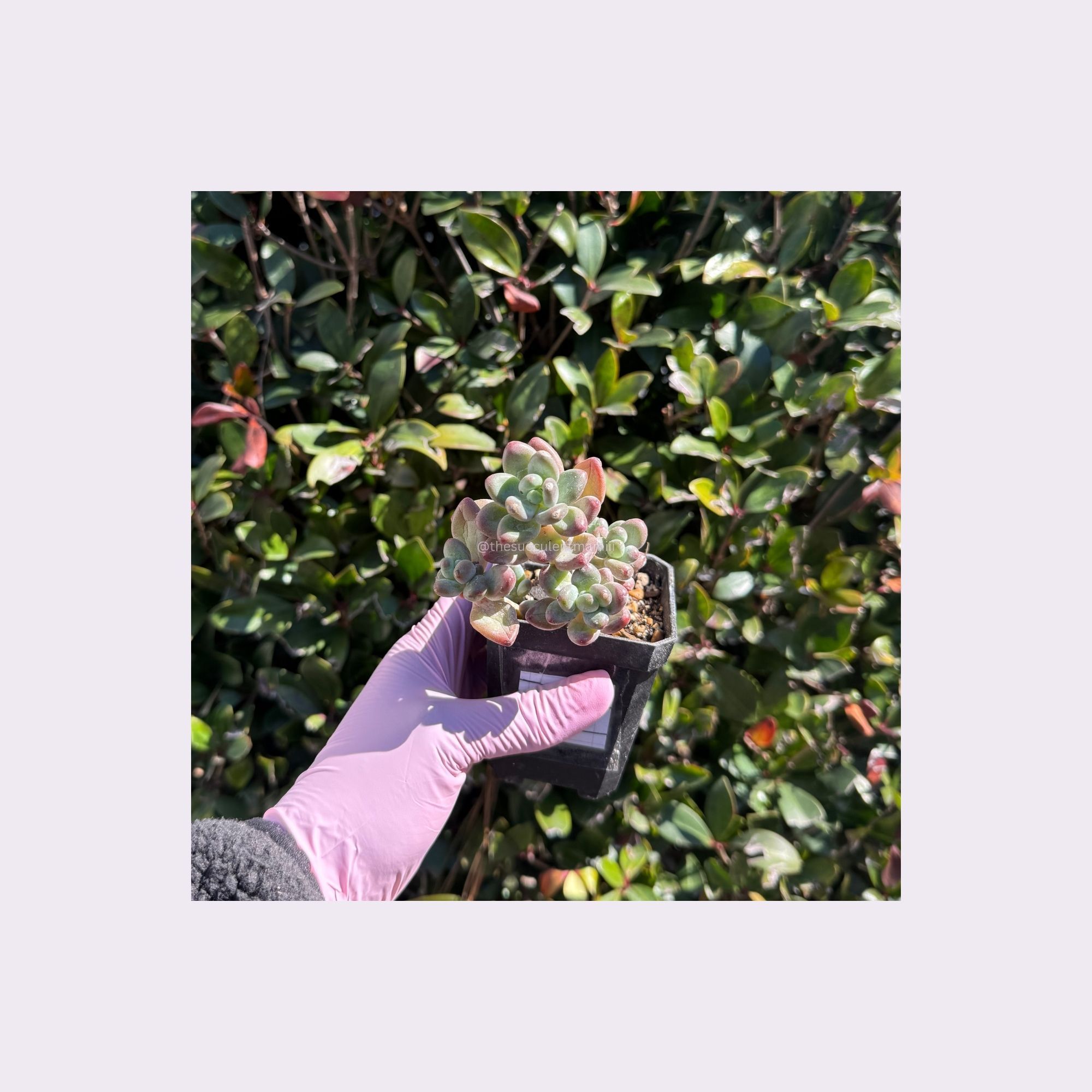 Pachyphytum Oviferum Mikadukibijin - LG · Whatnot: Shop