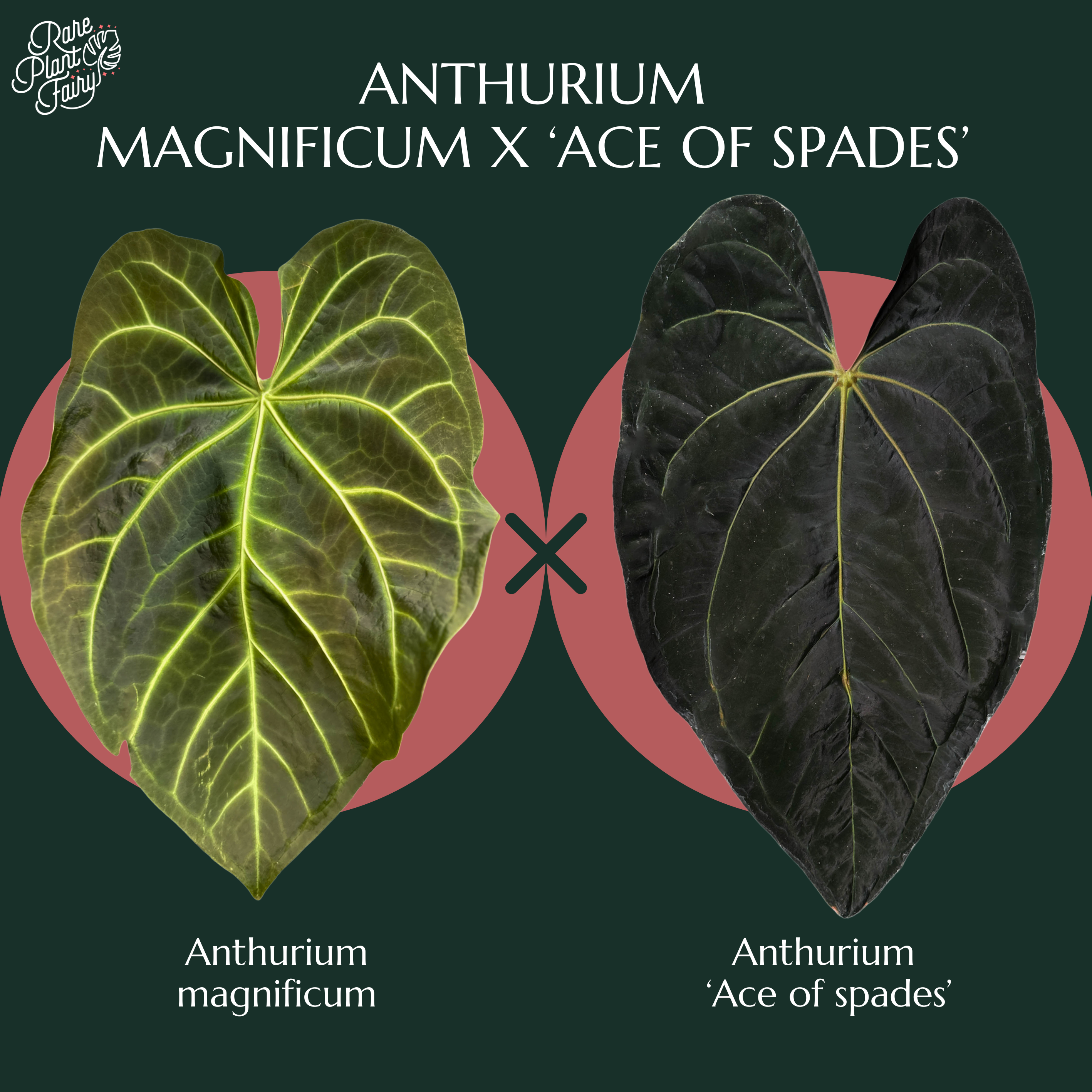 Anthurium magnificum x 'Ace of Spades' *Grower's choice* · Whatnot