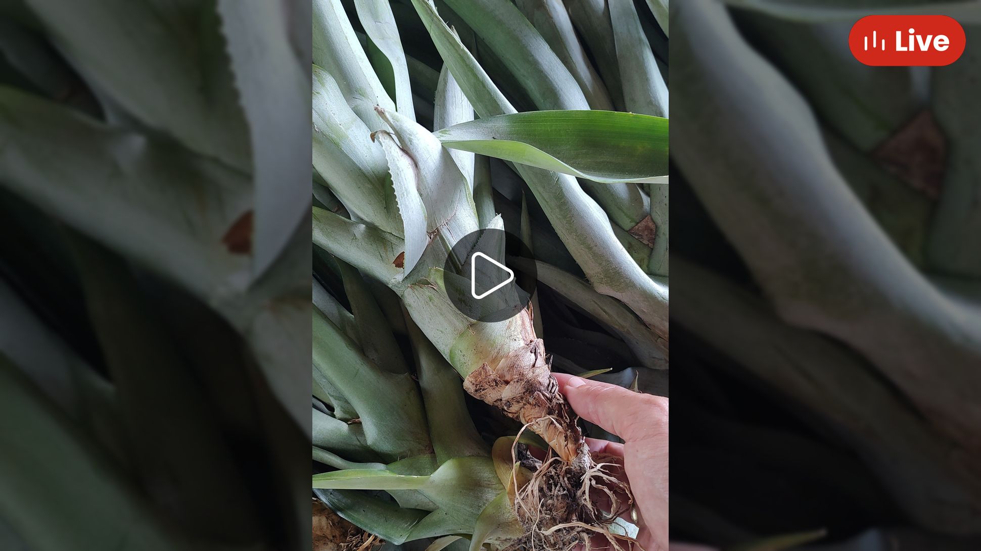 Whatnot Premium pineapple slips various sizes Livestream by