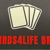 badbirds4life profile image