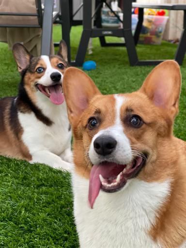 Whatnot - $10 ALL VINTAGE ONLY - SLABS PULL GAME?! Livestream by corgi