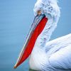 pelicanmagic profile image