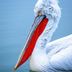 pelicanmagic profile image