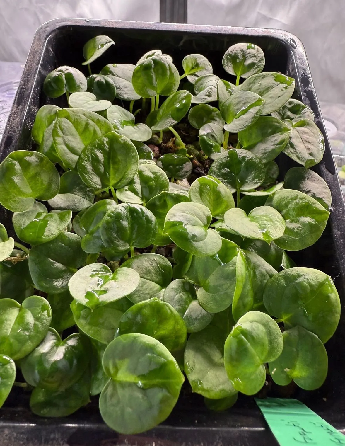 Anthurium seedling: Malachite x Green Silk  Whatnot: Shop, Sell, Connect