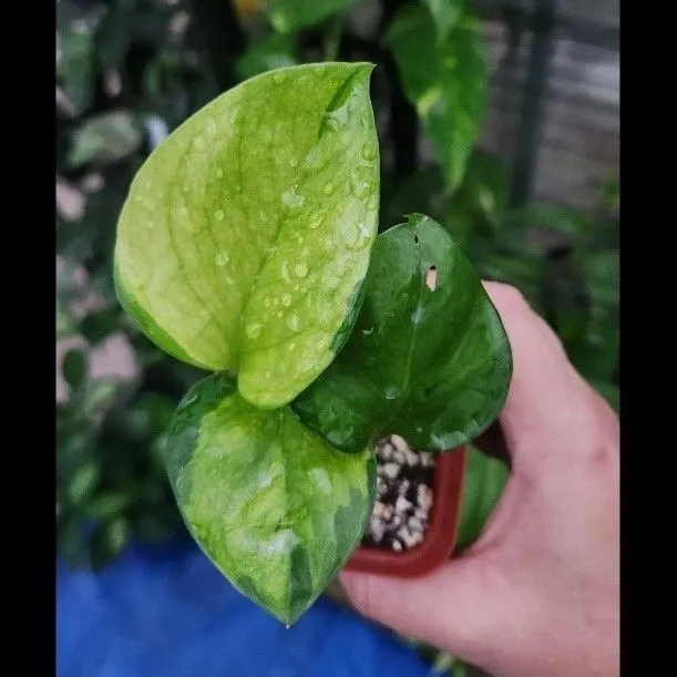Epipremnum Aureum Olivia - Rare Pothos Cultivar - Exact Plant  Whatnot:  Shop, Sell, Connect