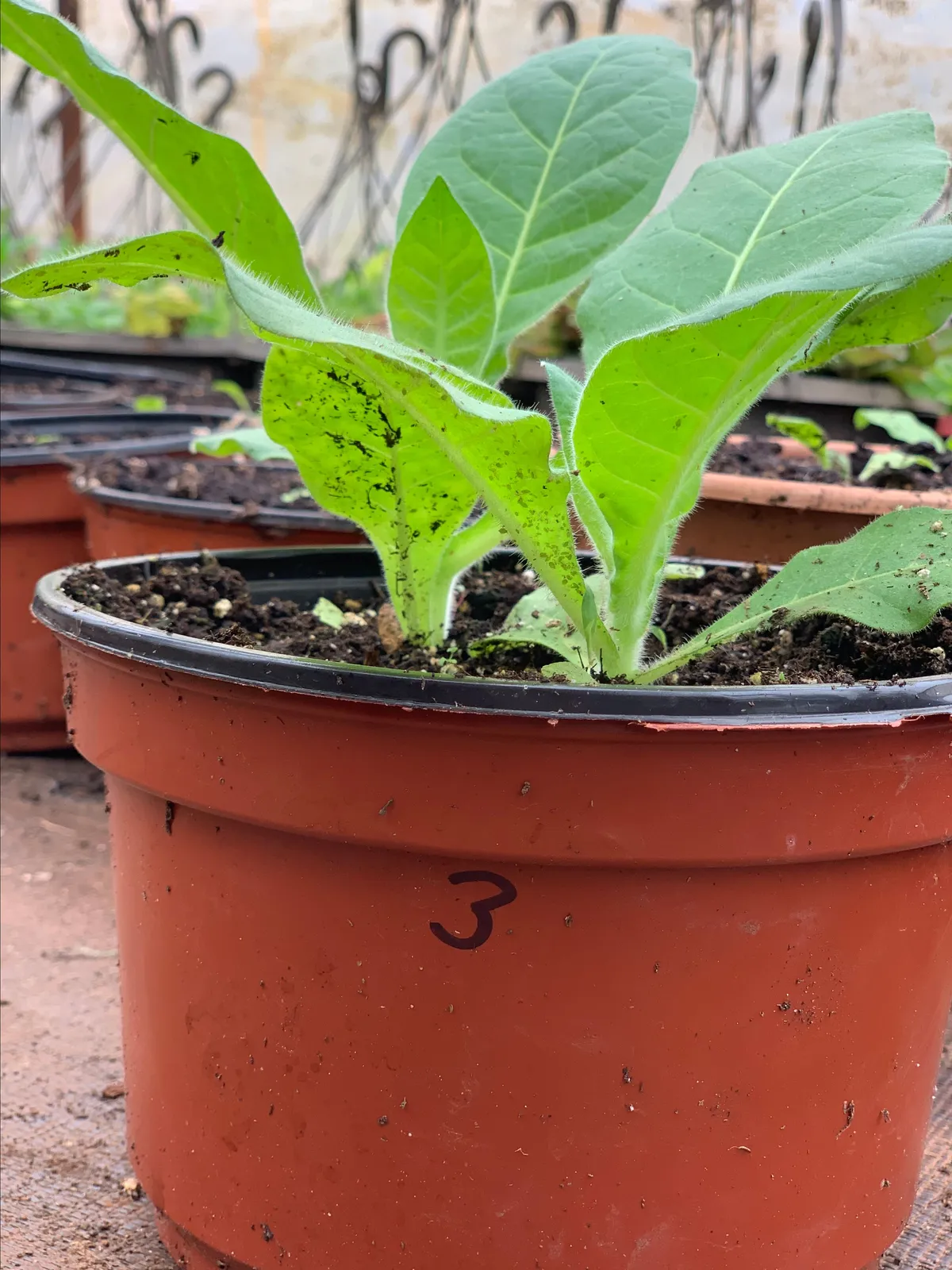 growing tobacco plants in pots HOW TO GROW A Container Or Pot (Easy!) Growing My Own Tobacco -