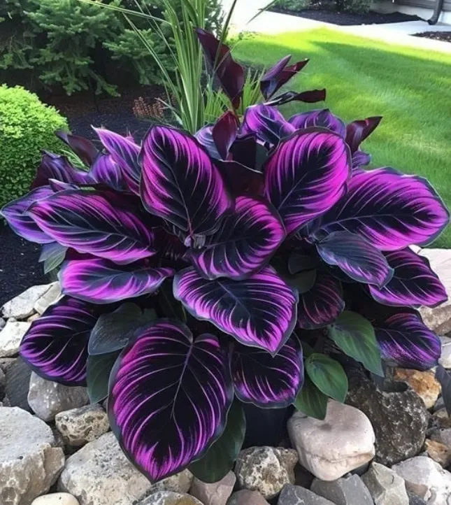 25 Seeds Purple Tip Calathea Couture Flower Indoor Or Outdoor Beautiful Plant · Whatnot Buy