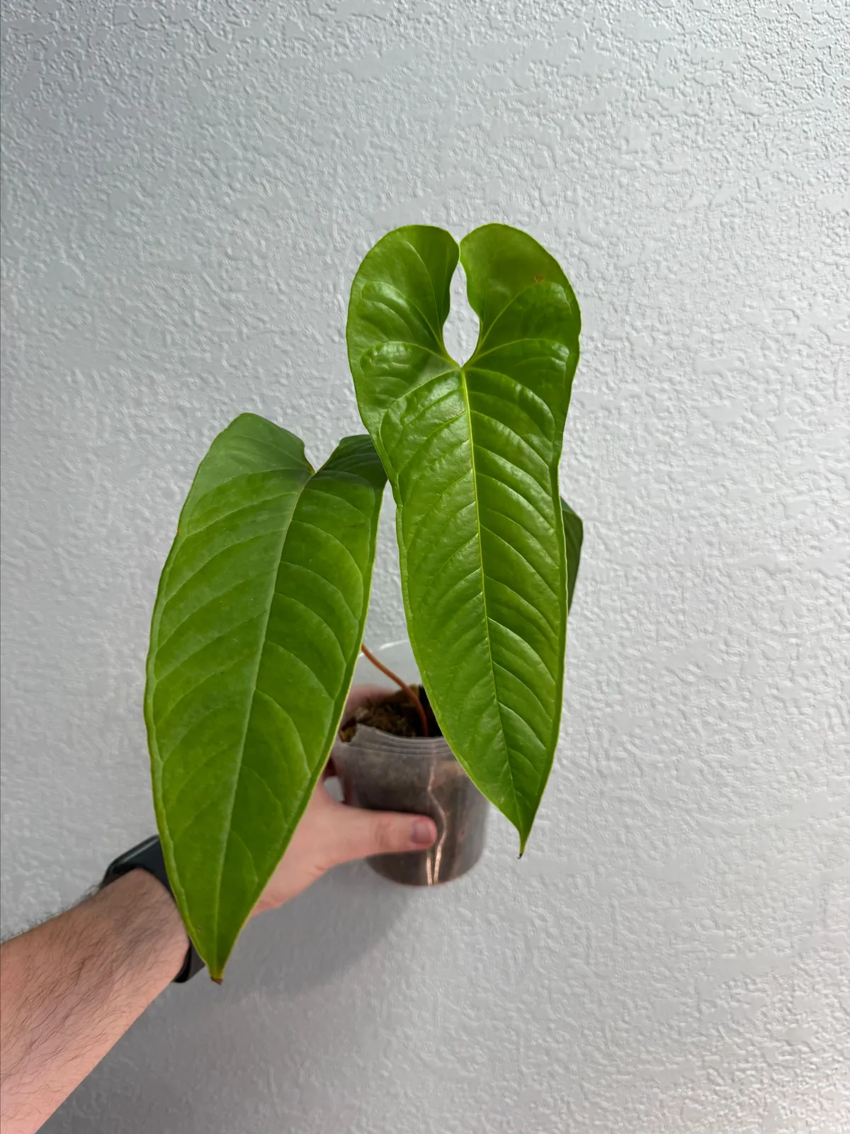 Anthurium Chilmabajense 5