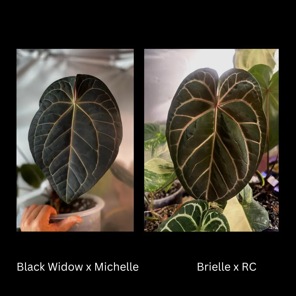 Black Widow Michelle x Brielle X Red Crystal Anthurium