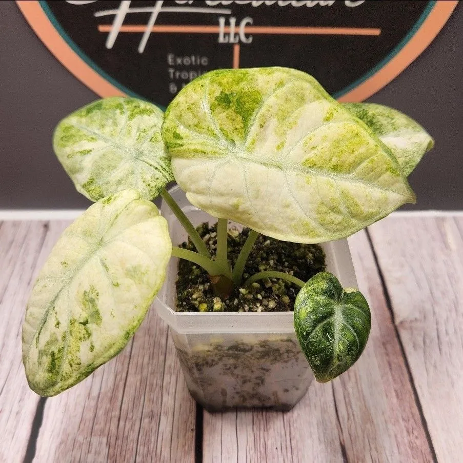 『SALE』Alocasia Ninja Tricolor (TC) 【8-2】 Alocasia Ninja Tricolor Variegated 4