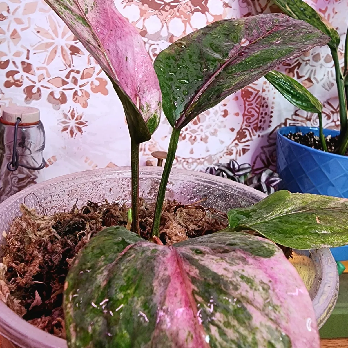 Anthurium Hookeri - Pink/Purple Mojito · Whatnot: Shop, Sell, Connect
