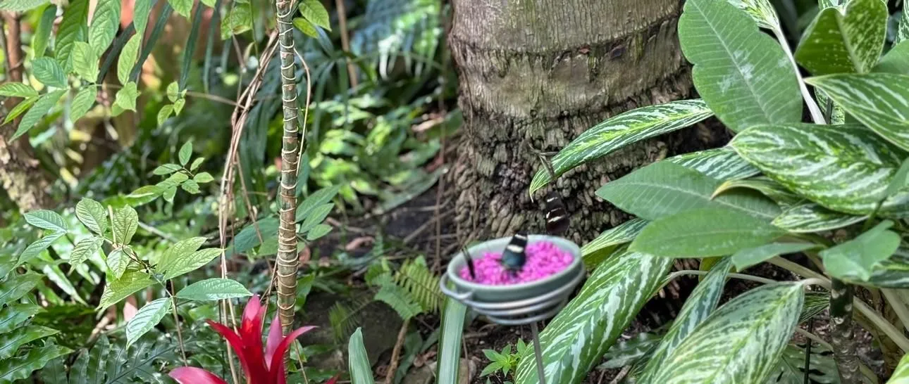 Victoria's Secret Pink Long Sleeve Blouse Semi Sheer Low Cut V Neck XS