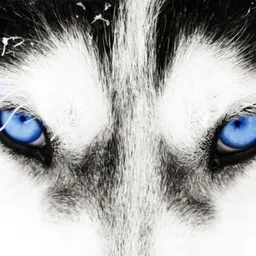 siberianiceblue