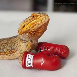 rootwallabrawlla