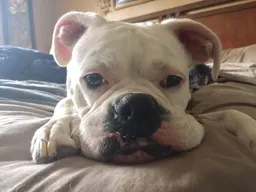 sloopdog