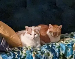 2whitecats