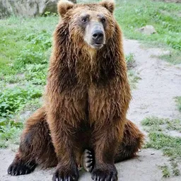 snoring_bear