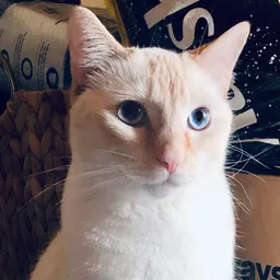 kashkittykat
