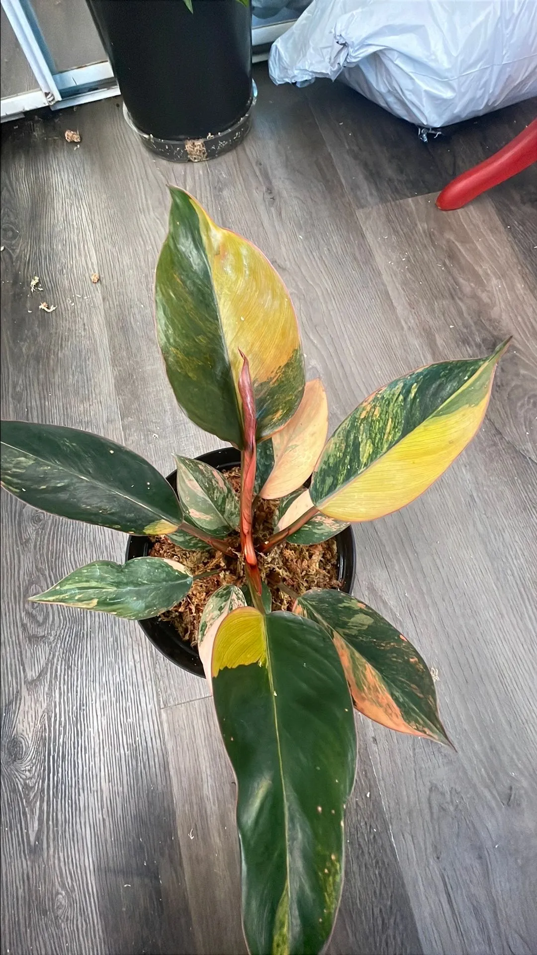Product image for Philodendron Red Congo Variegated