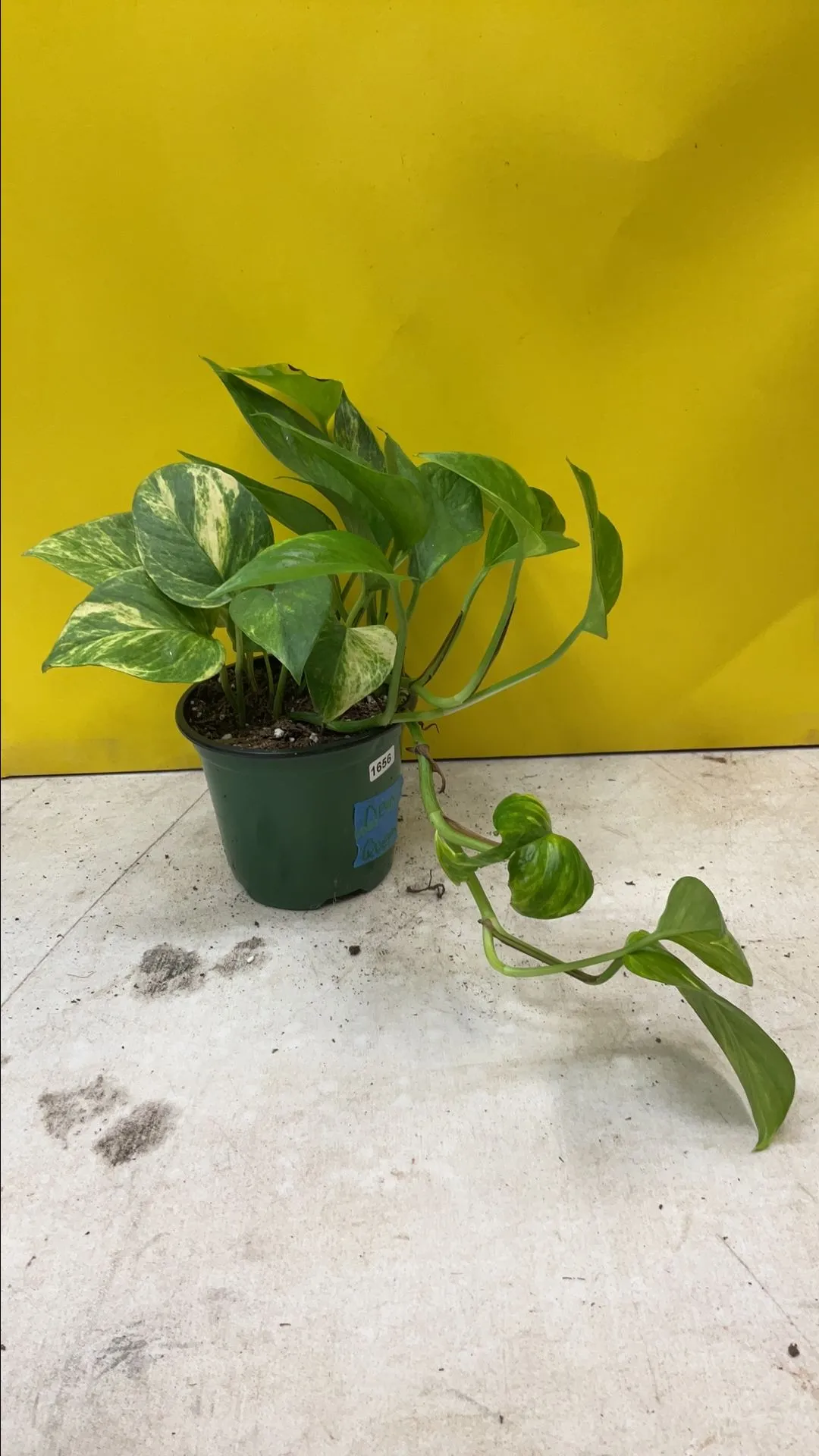 Product image for Pothos Neon Queen 1656