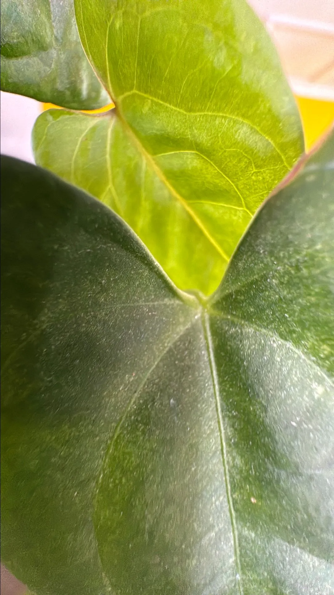 Product image for Anthurium chamberlain