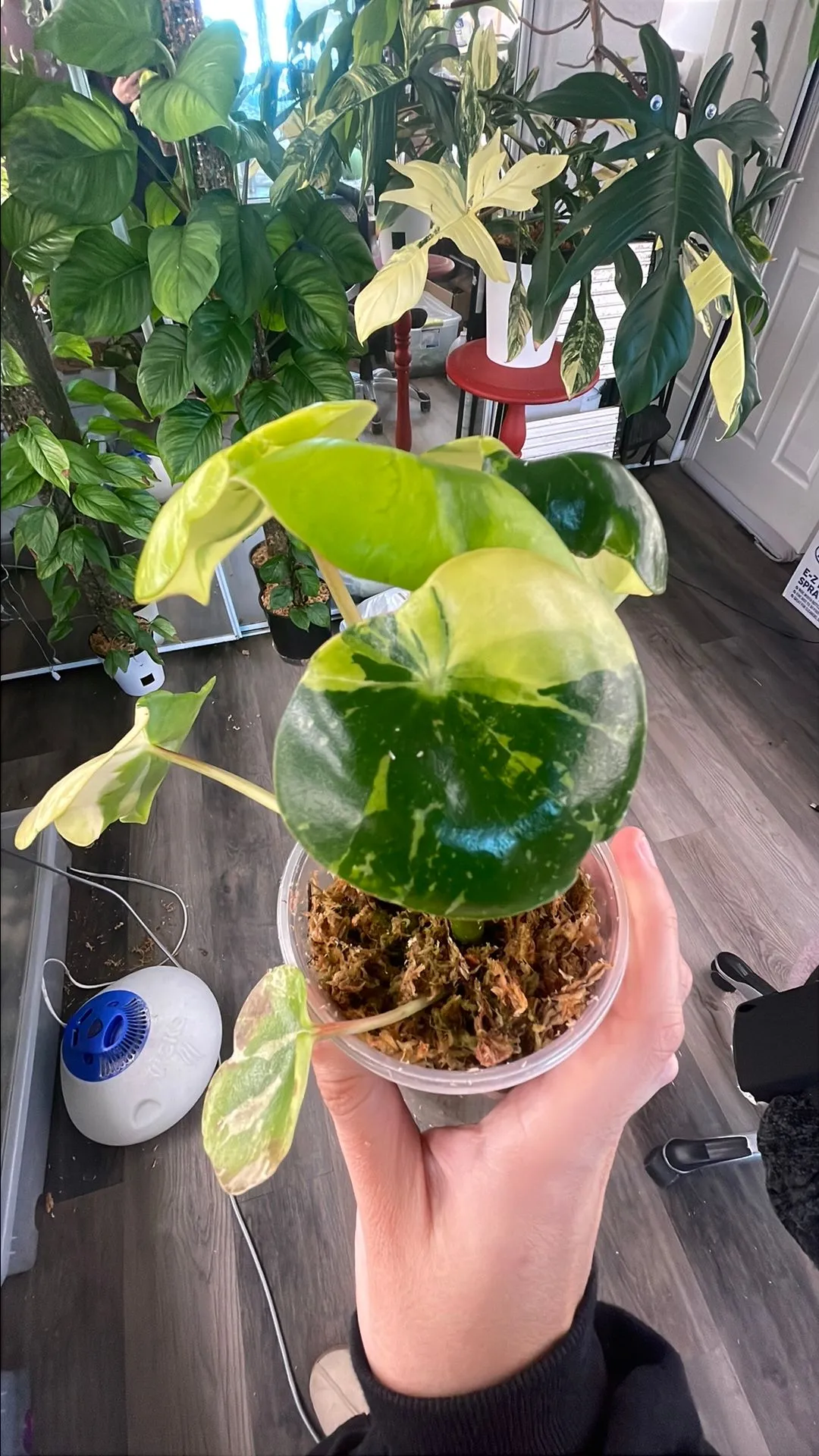 Product image for Peperomia Raindrop Variegated