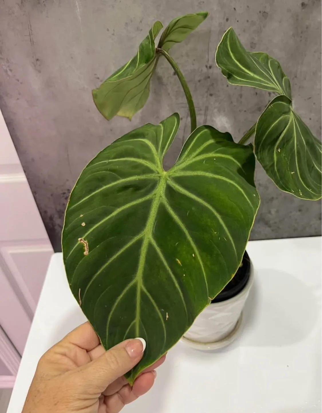 Product image for Gloriosum