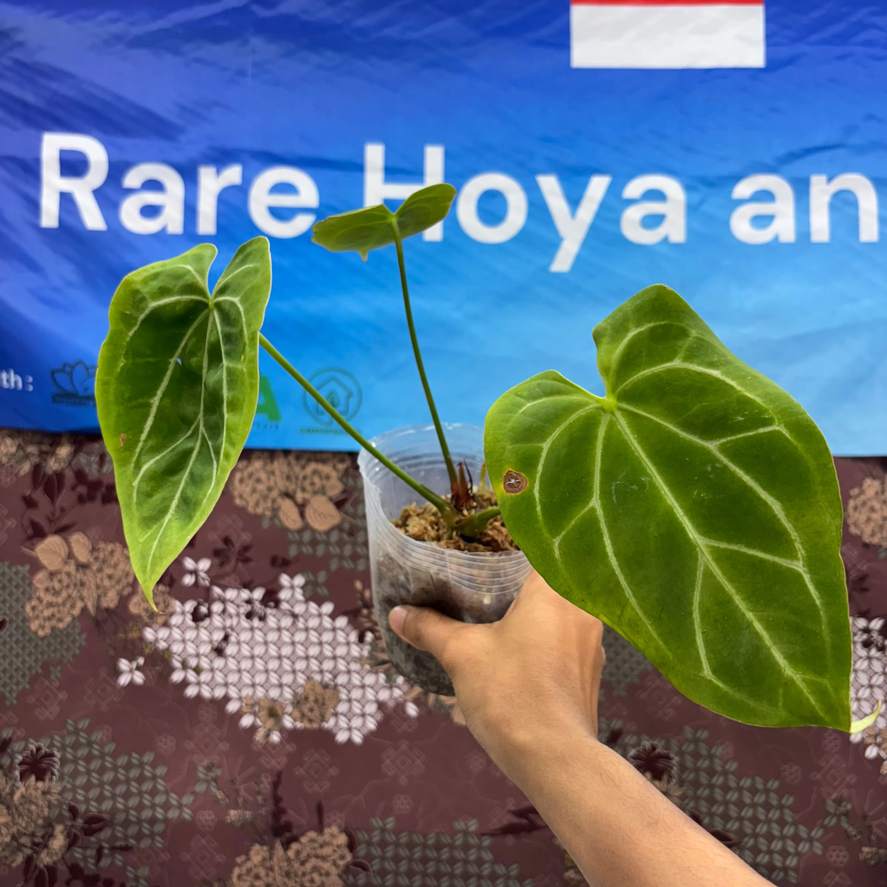 Product image for  C05020 - Anthurium Papillilaminum  Red Petiole X Forgetii