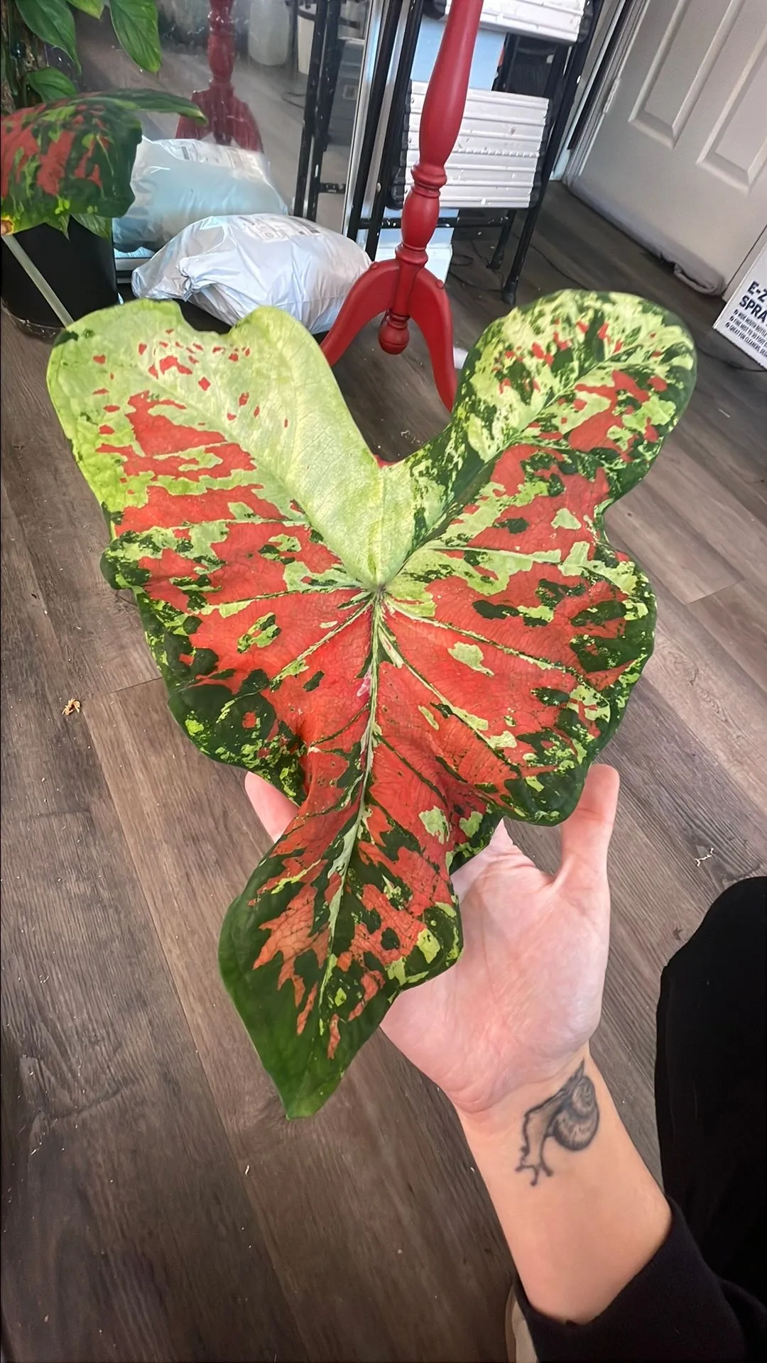 Product image for Caladium Mesmerized