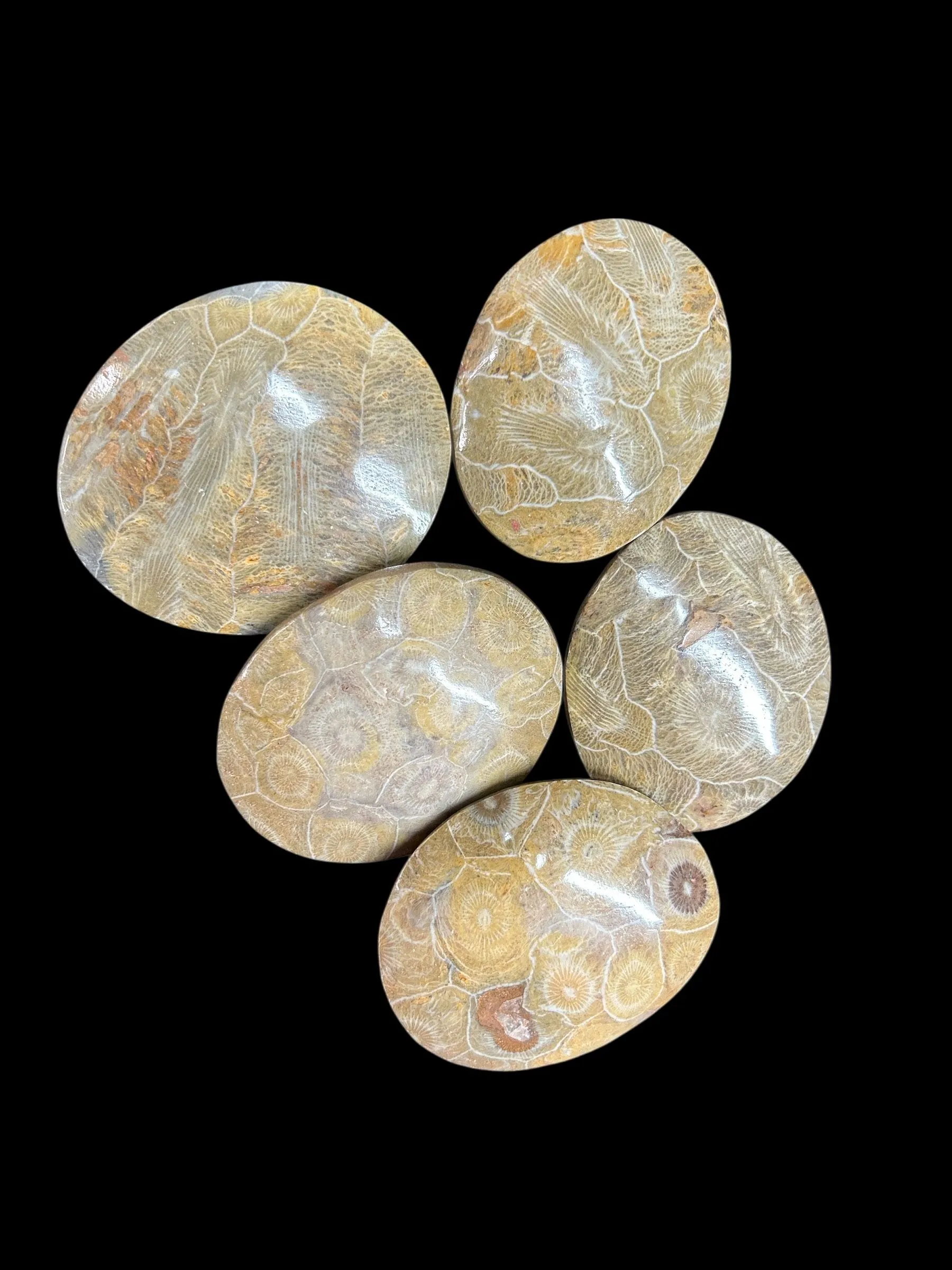 Product image for Petosky Stone Palm