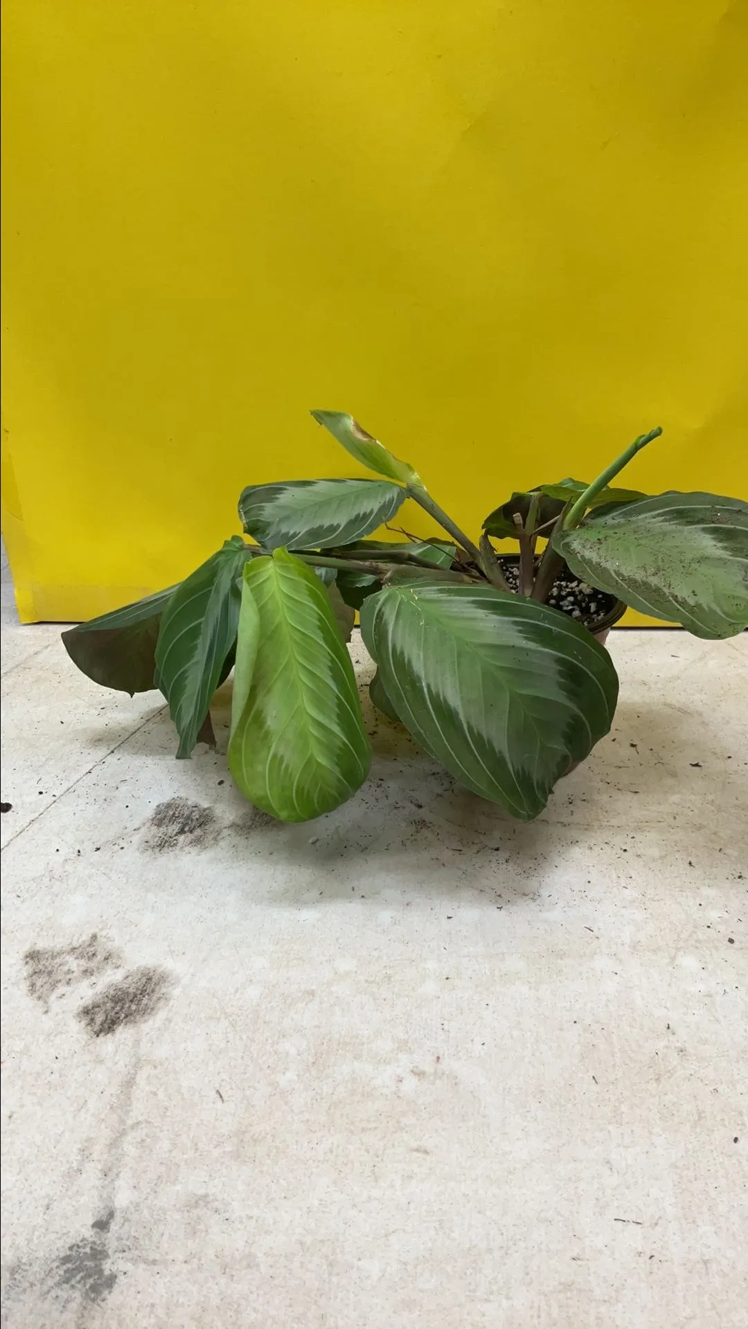 Product image for Silver Prayer Plant 2716