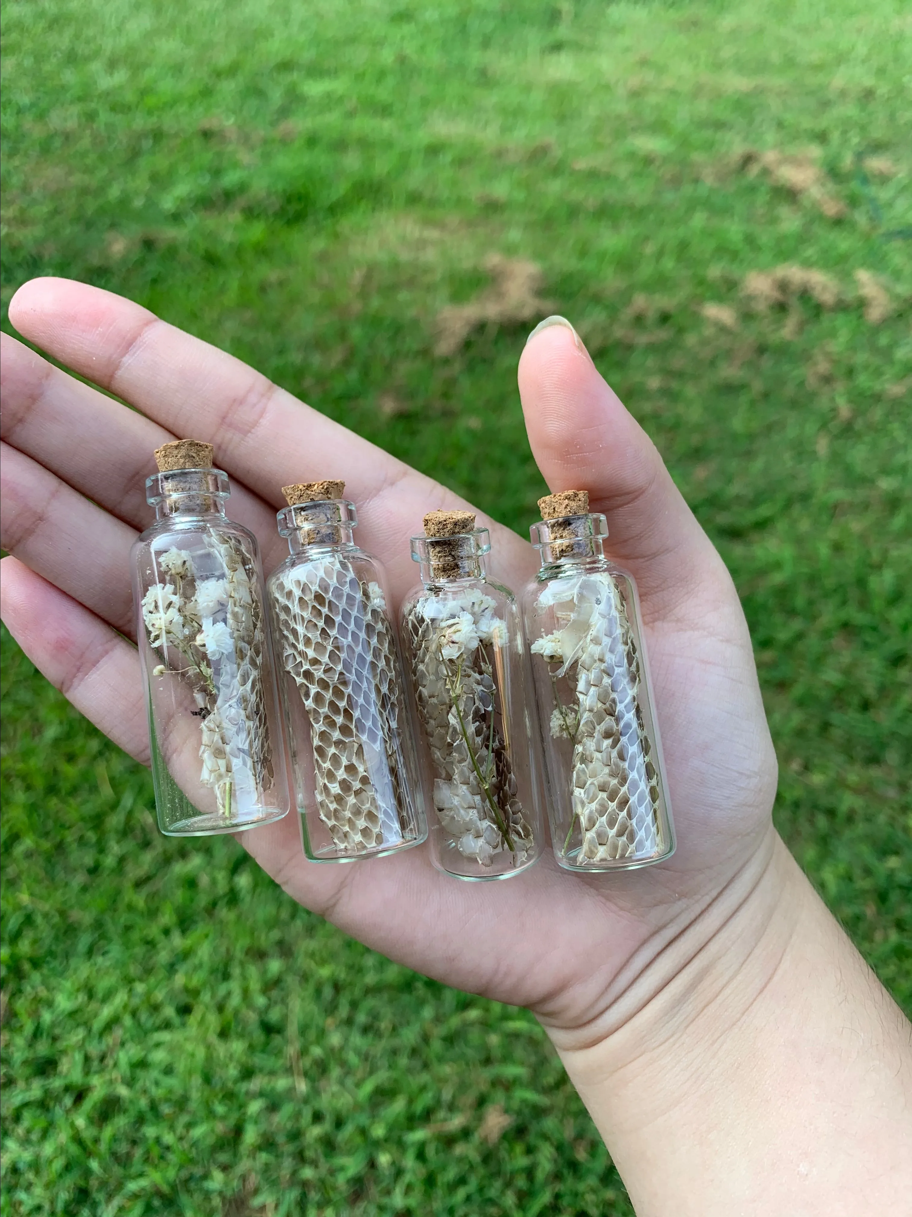 Product image for Mini snake shed & flower oddity trinket vials