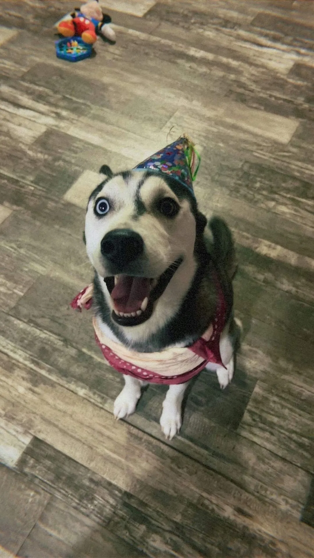 Product image for BUY LUNA A TREAT!!!