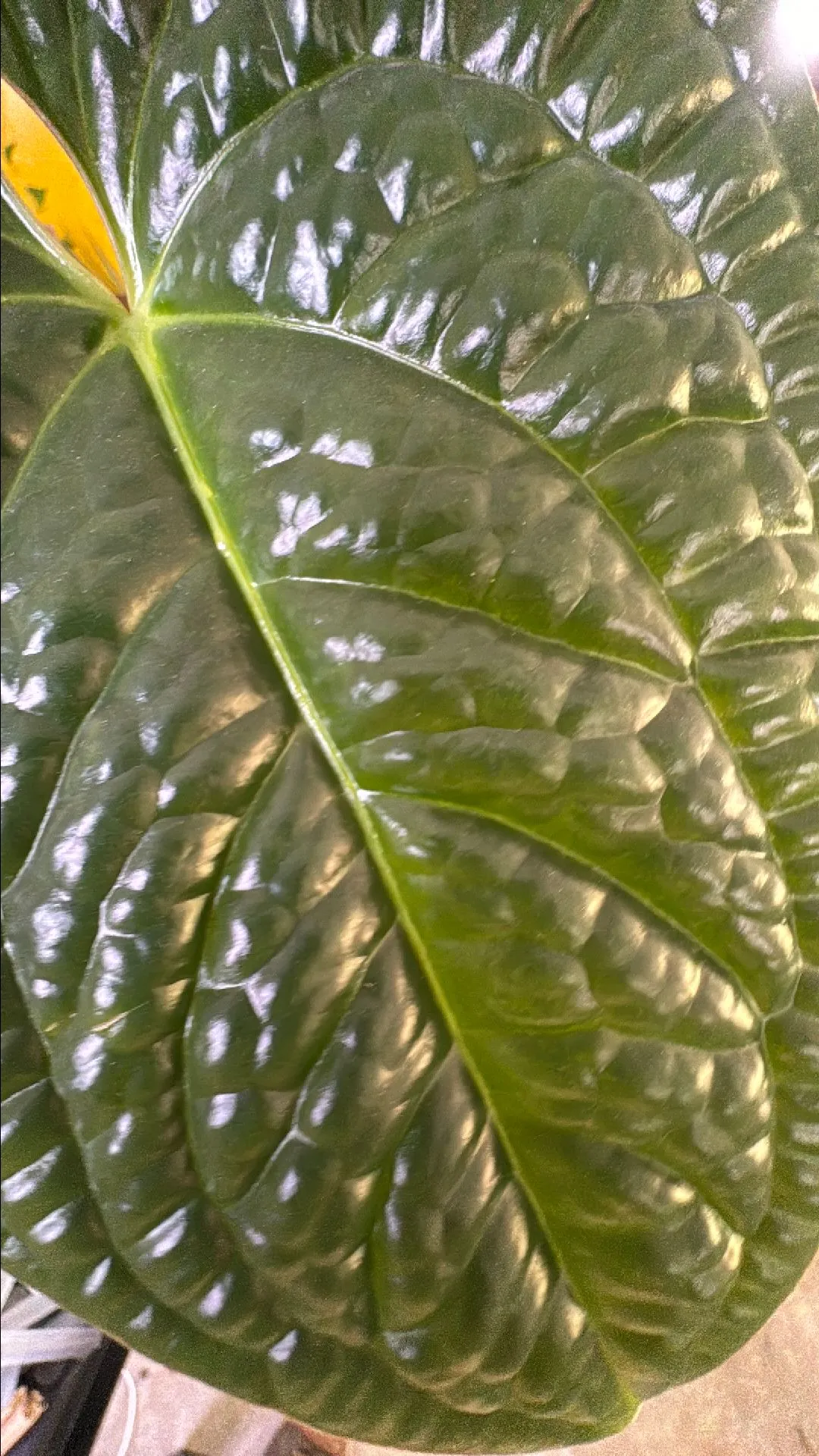 Product image for Anthurium luxurians