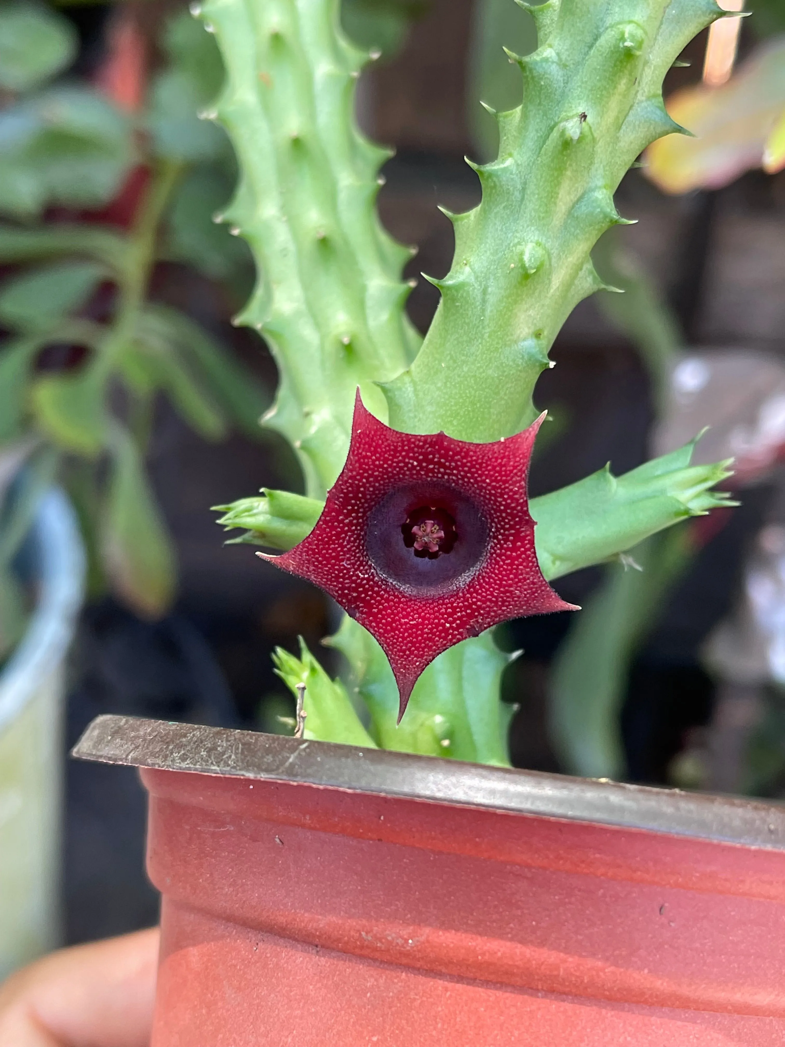 Product image for Huernia Schneideriana (Red Dragon Flower)