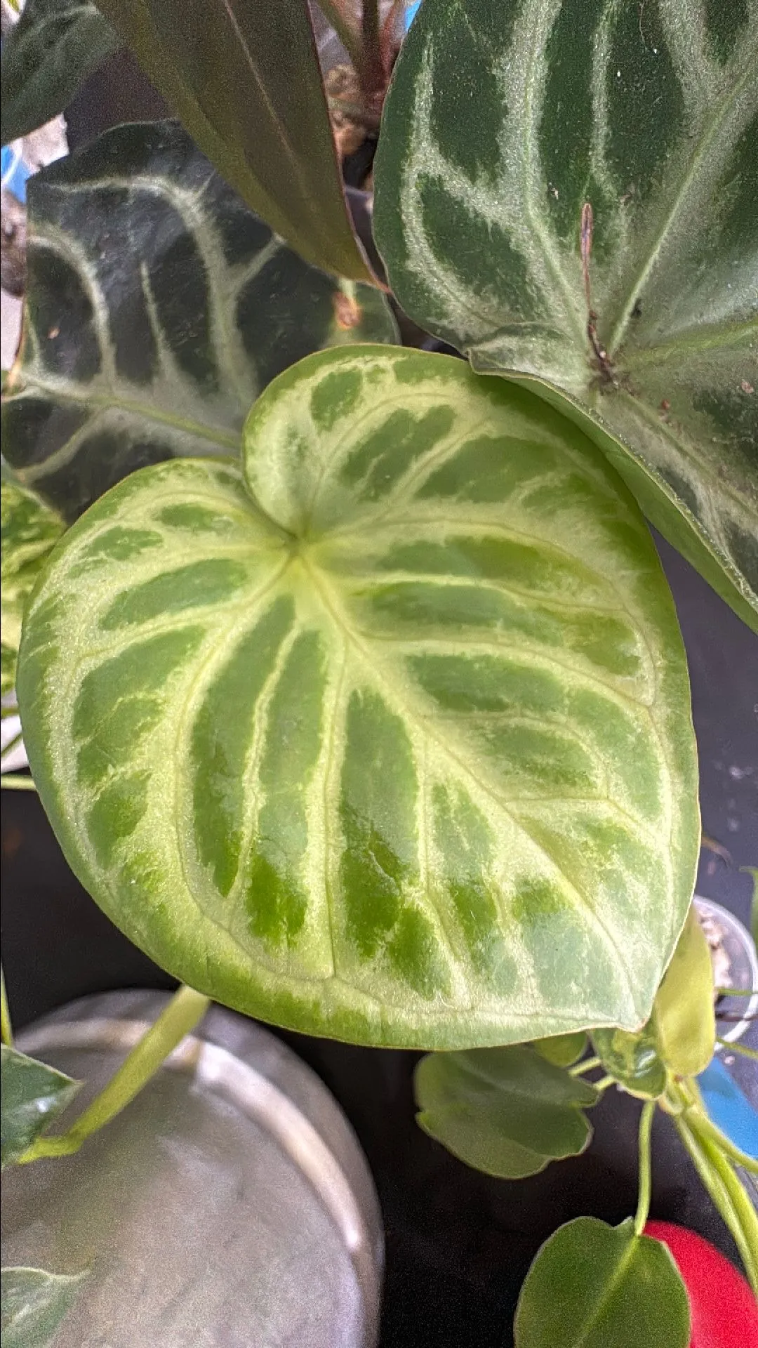 Product image for Anthurium Dorayaki Silver