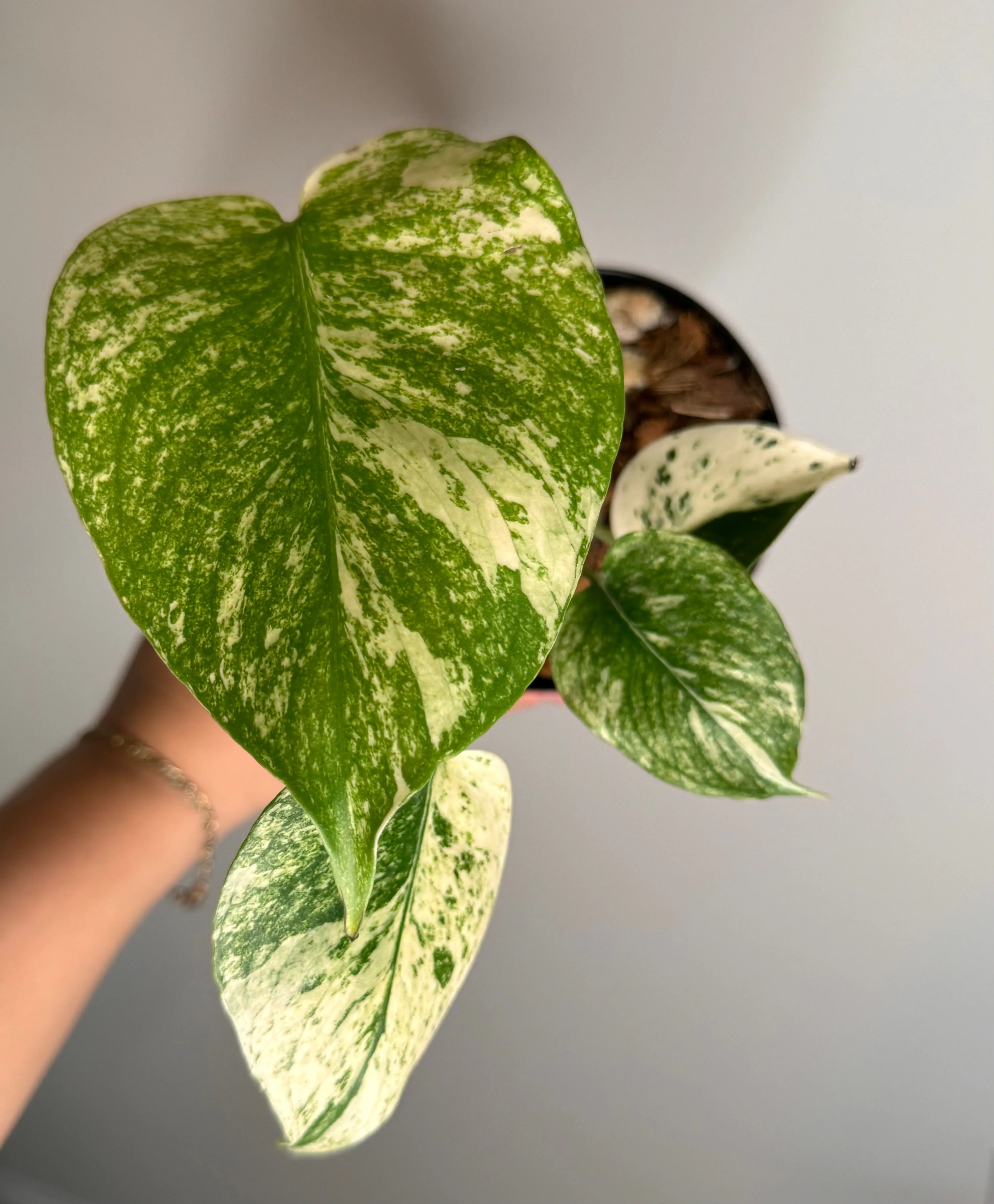 Product image for Monstera White Monster