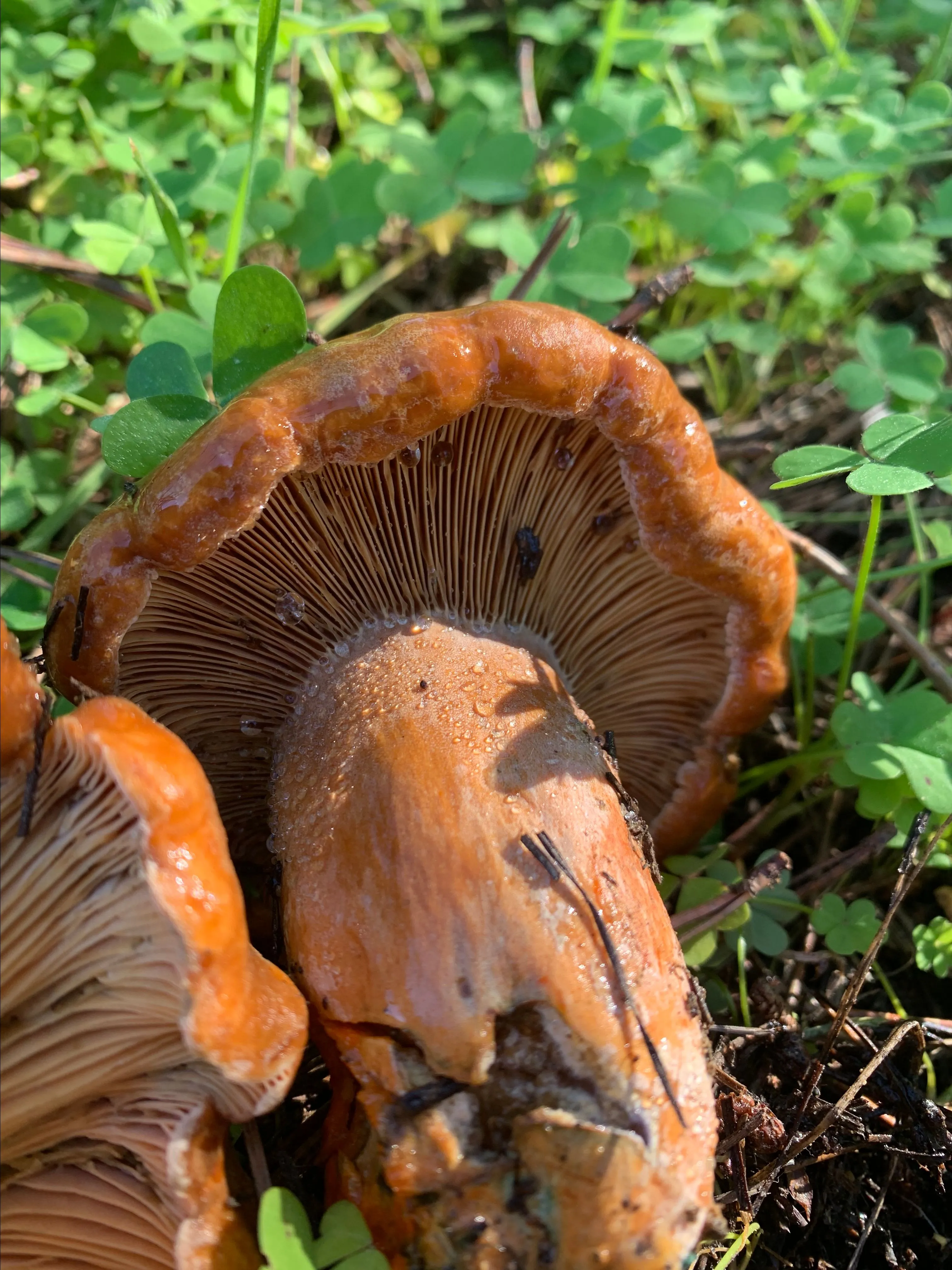 Product image for Dehydrated Lactarius Deliciosus 7g