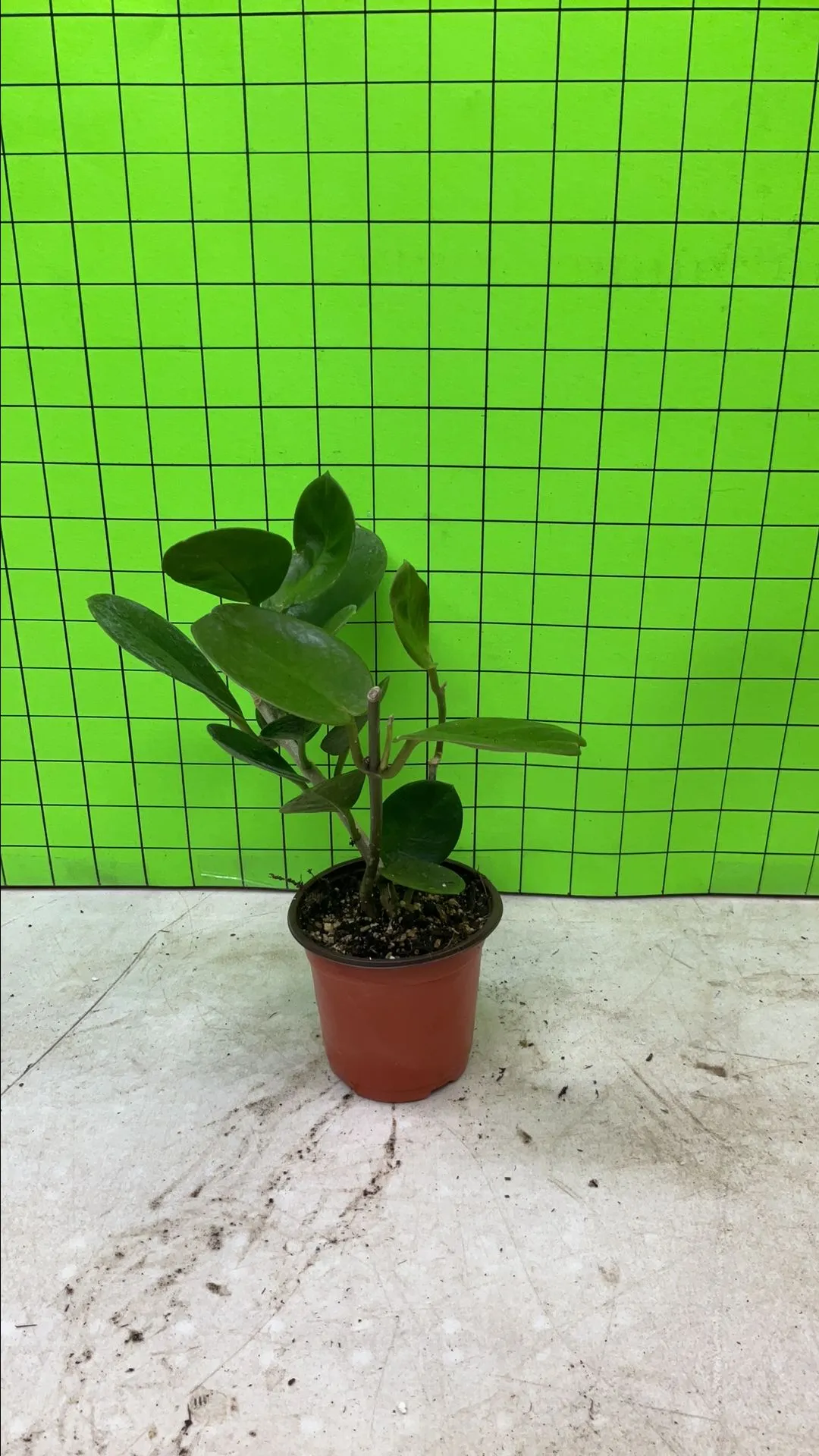 Product image for Fungii Hoya 2171