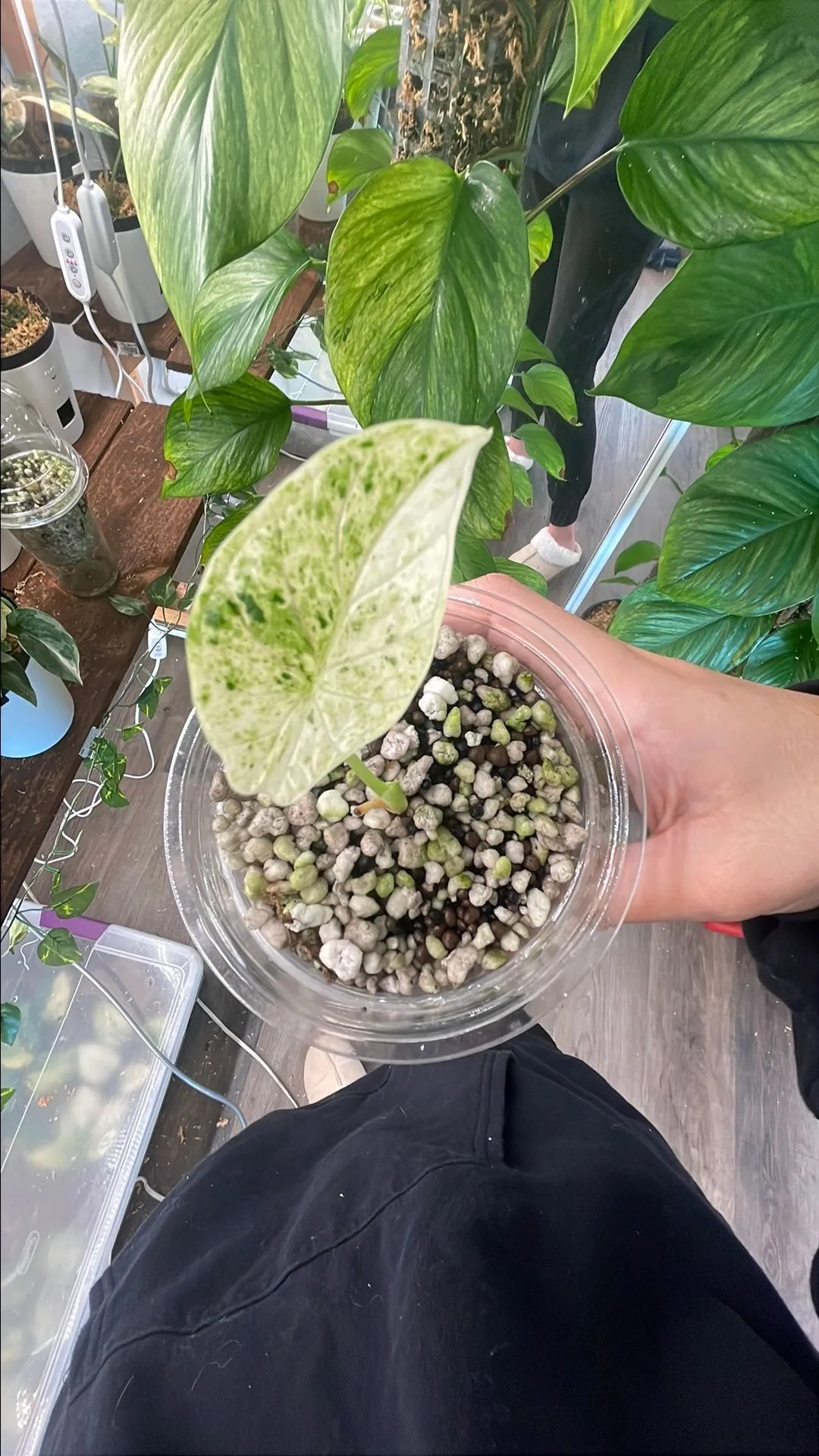 Product image for Alocasia Dragon Scale Mint
