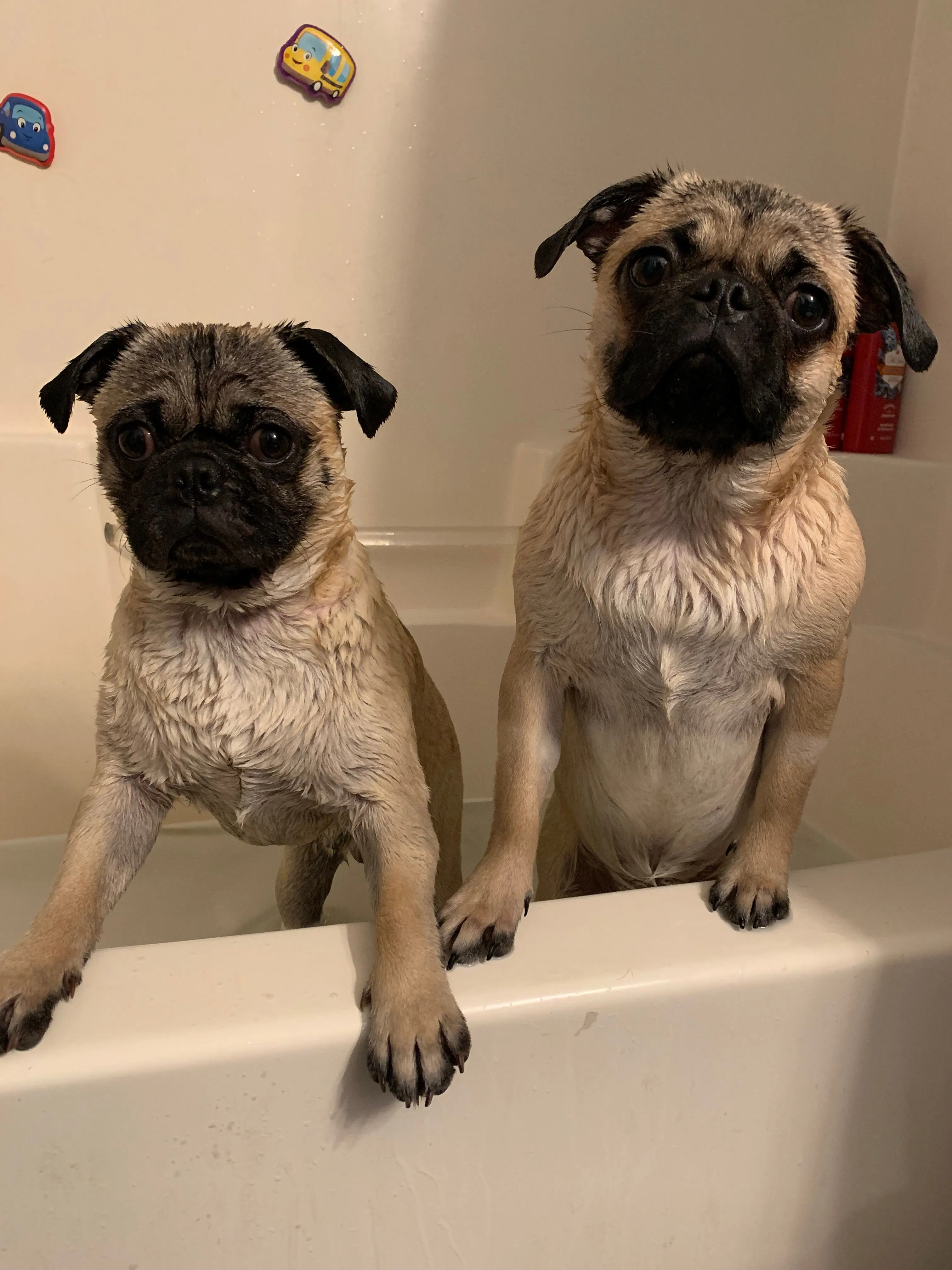 Product image for 🐶 Treats