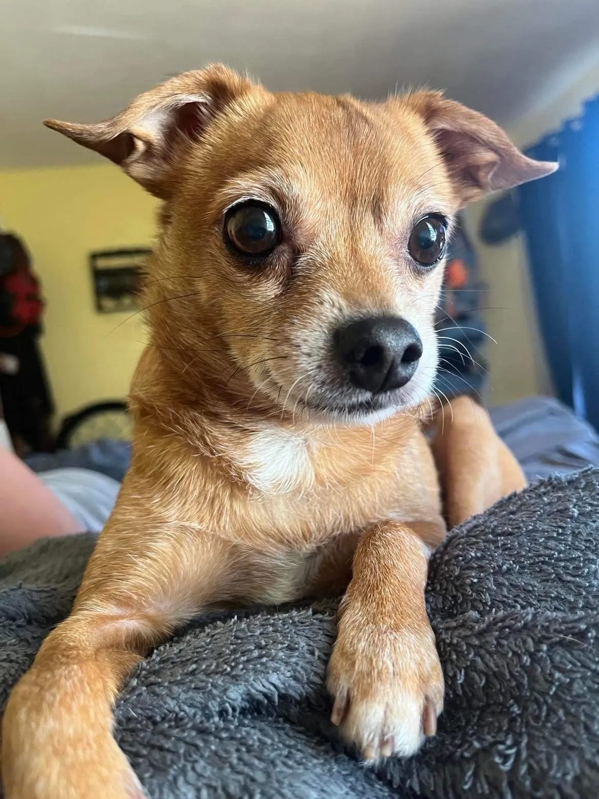Product image for Buy Puppy a treat!