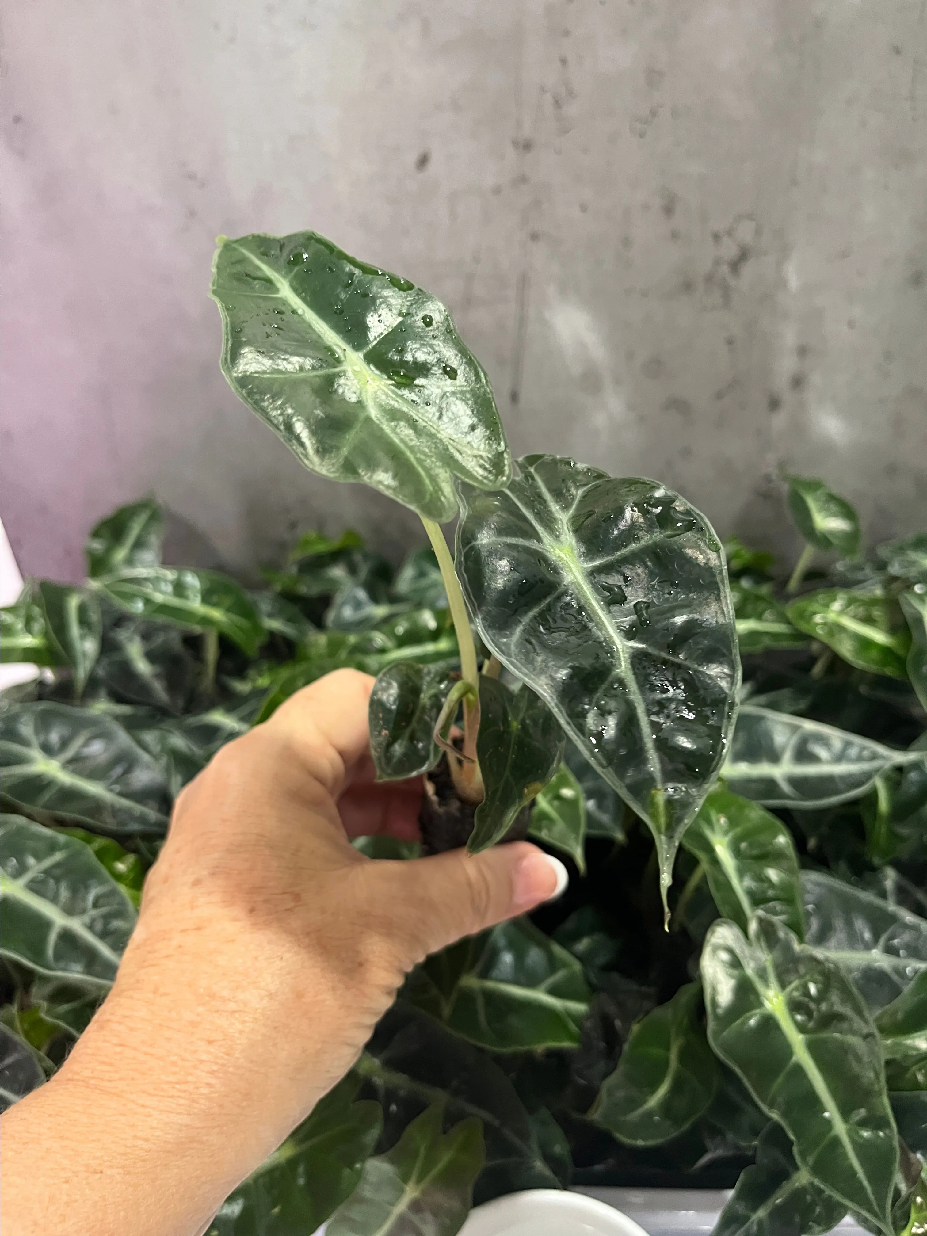 Product image for Alocasia Polly 5 pack starters
