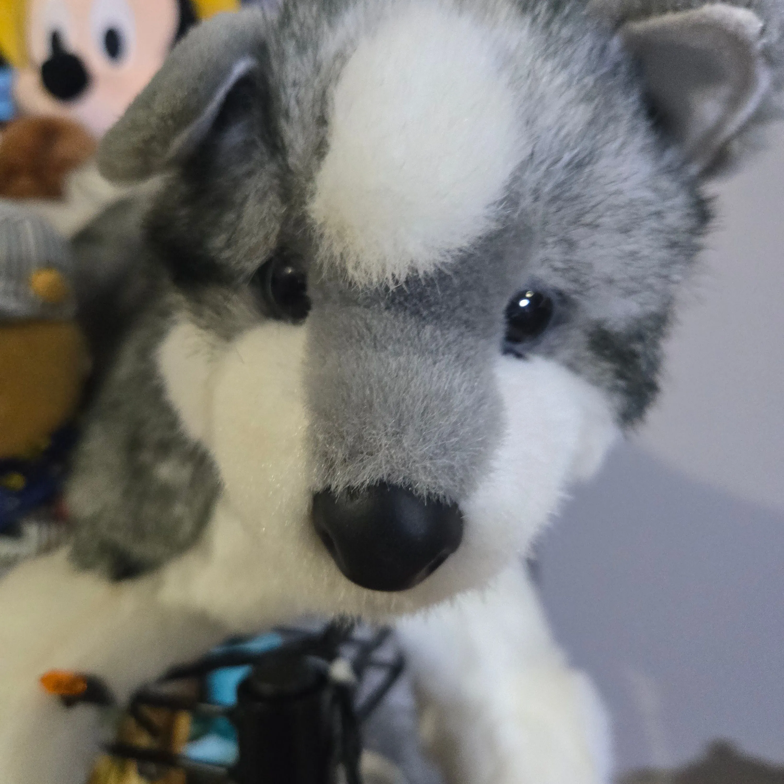 Product image for Douglas dog 