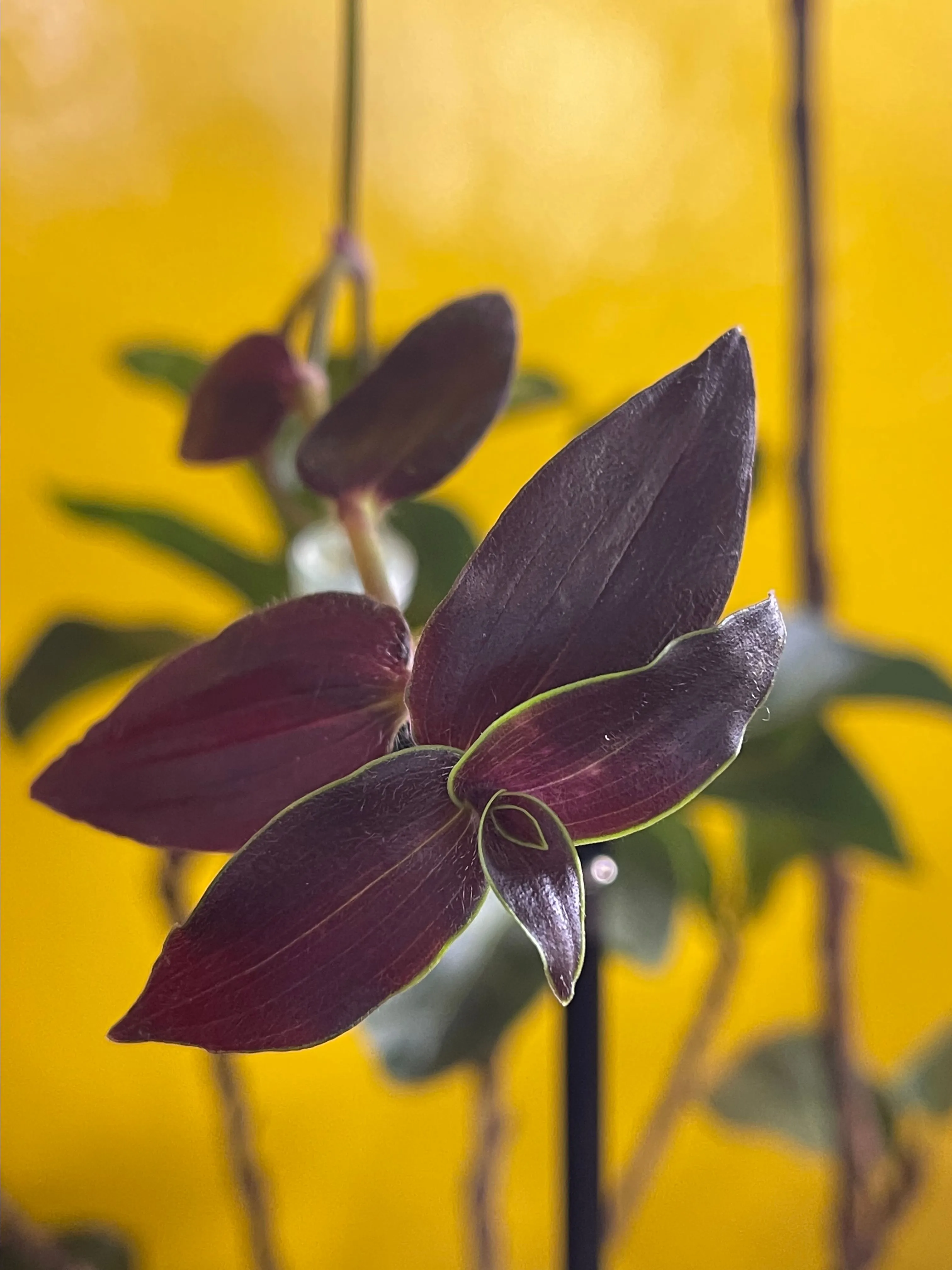 Product image for Tradescantia gibasis jose puig rooted cutting
