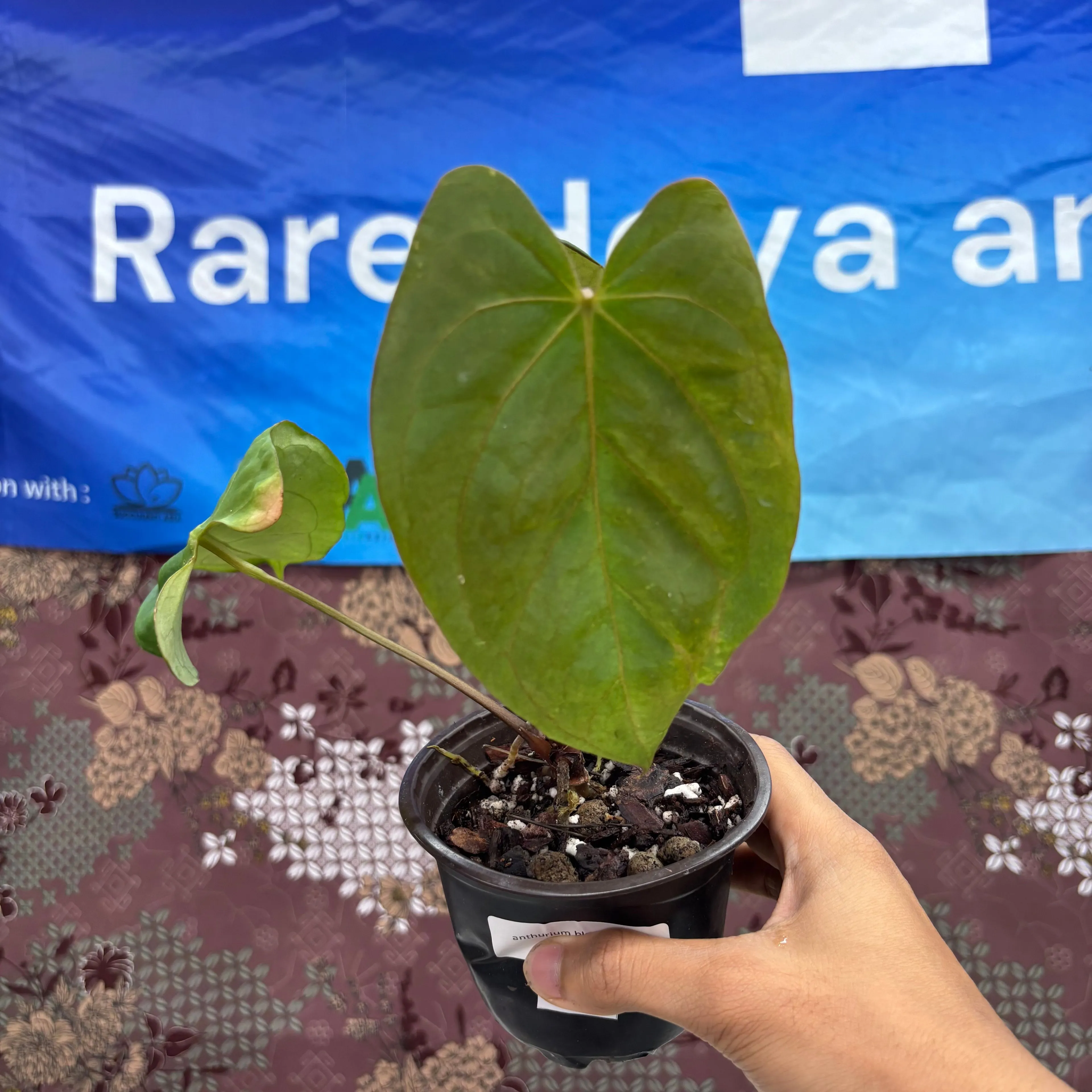Product image for  A06011 -  Anthurium Blue Hamizan