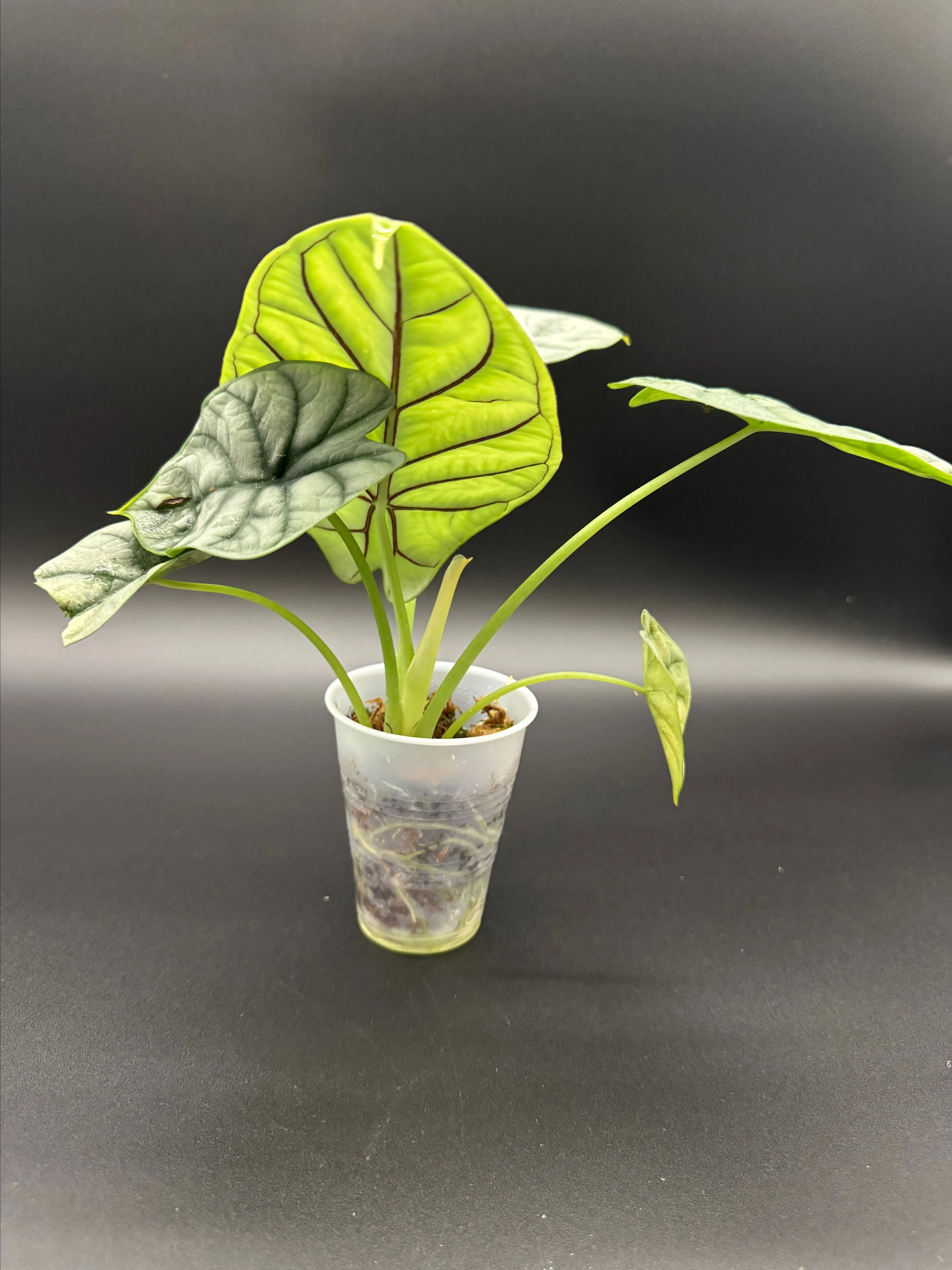 Product image for Alocasia silver dragon