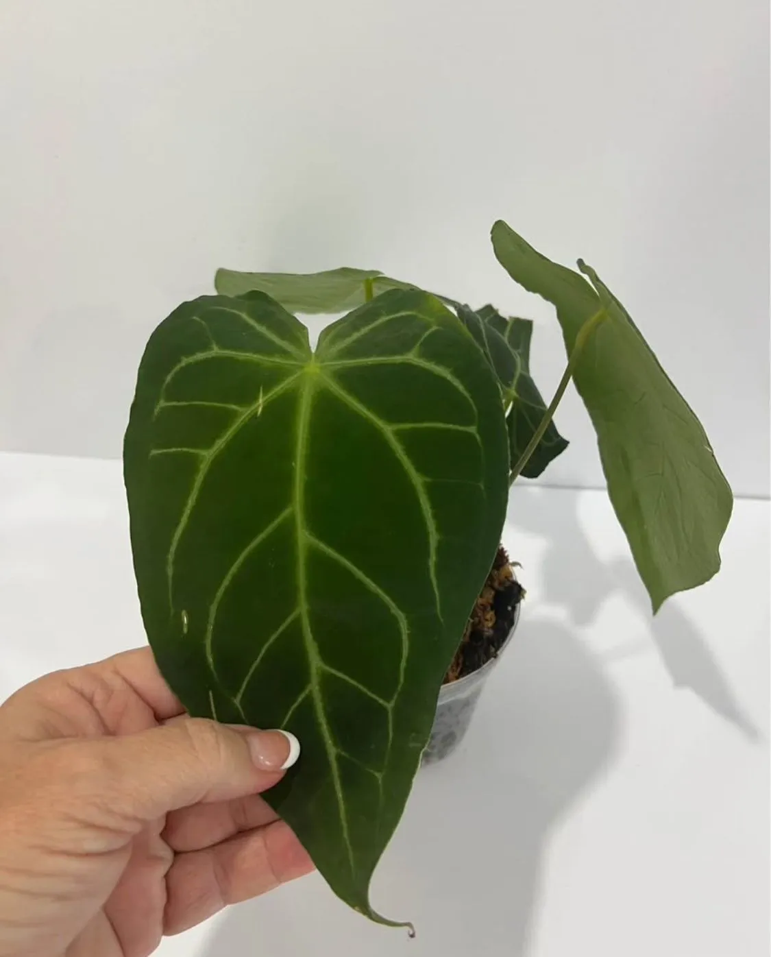 Product image for Anthurium Magnificum